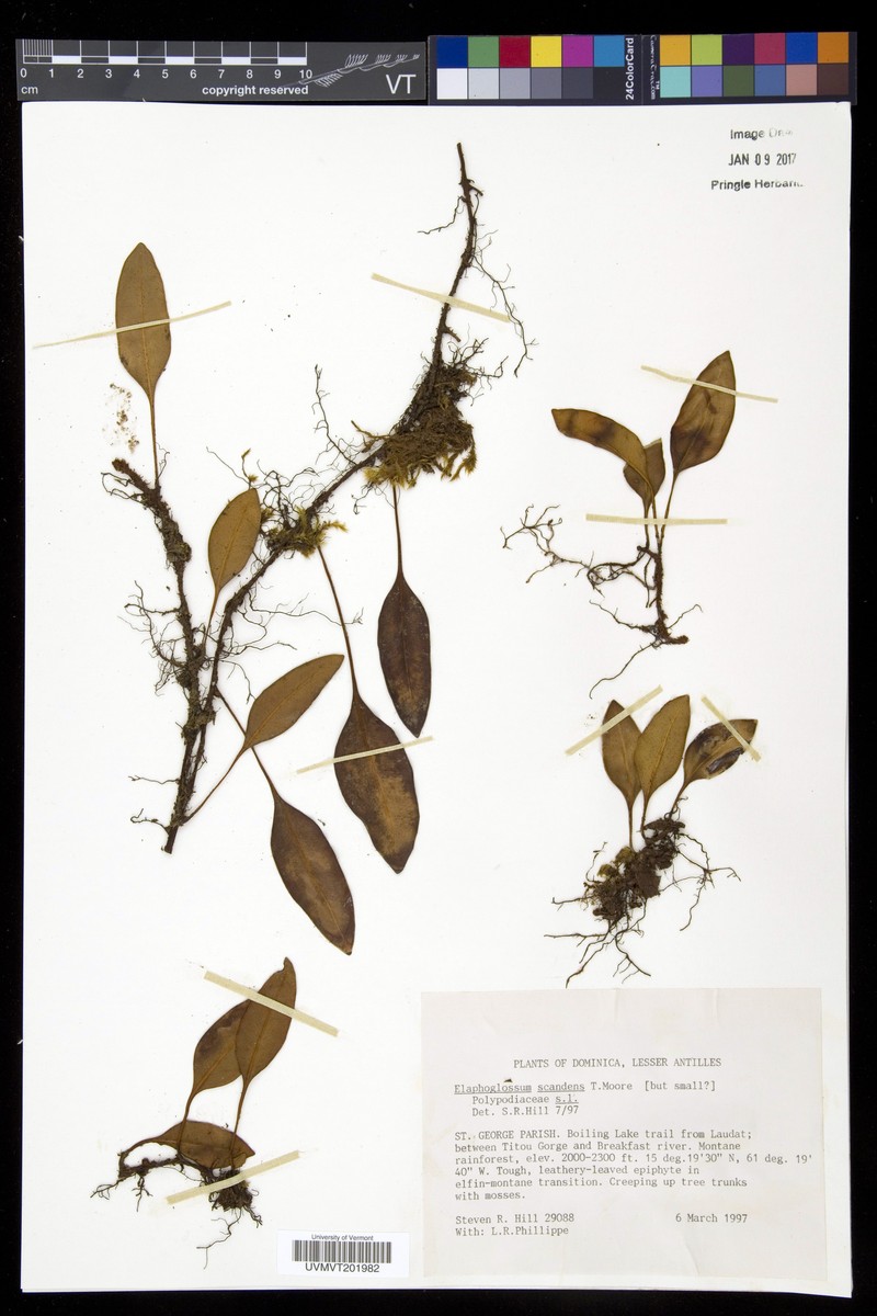 Elaphoglossum scandens photo 3