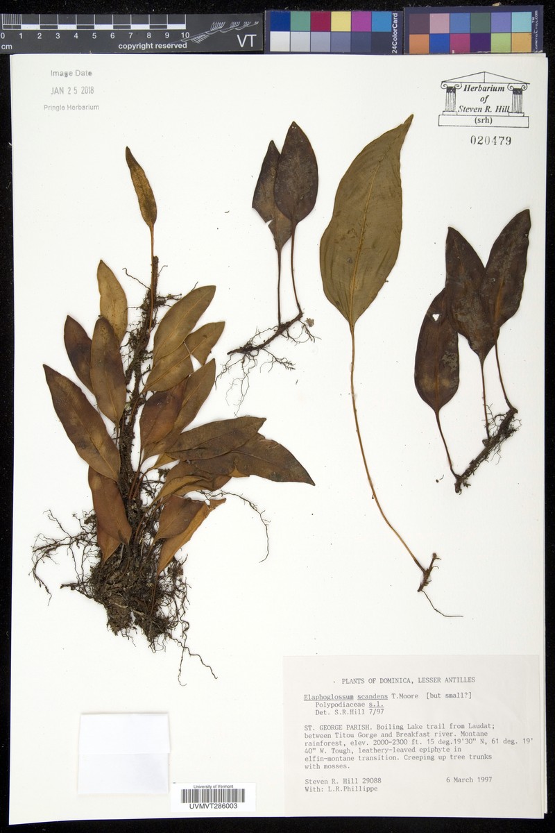 Elaphoglossum scandens photo 4