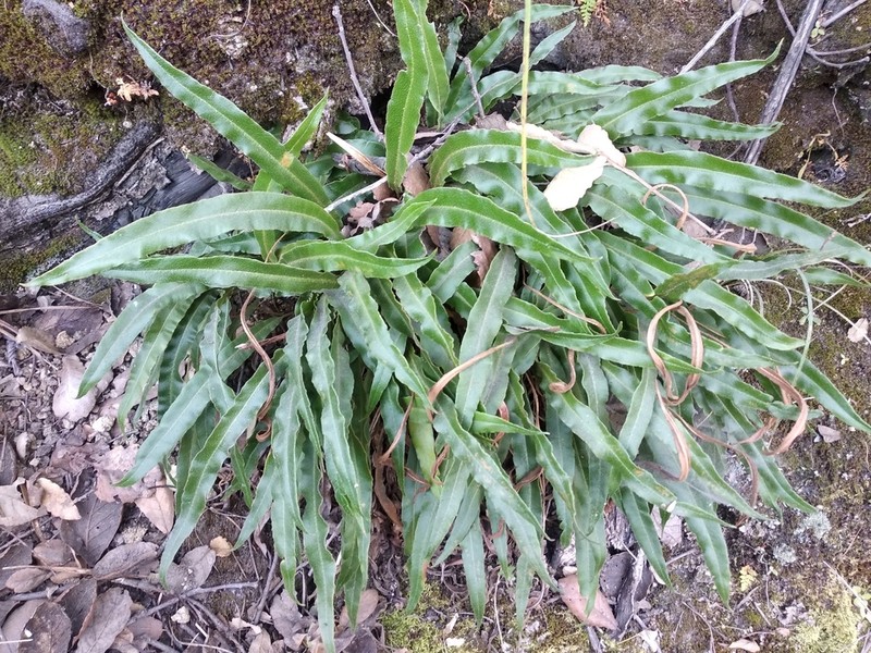 Elaphoglossum schiedei