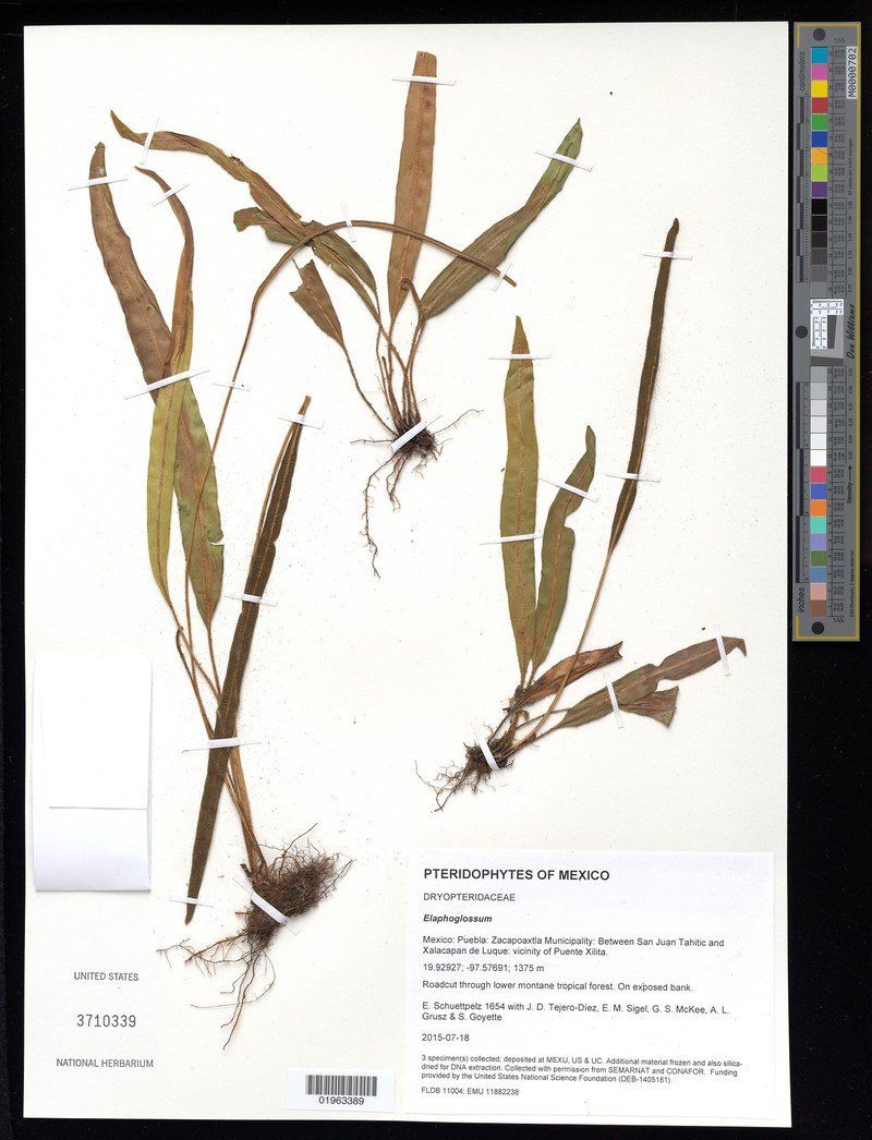 Elaphoglossum schiedei photo 2
