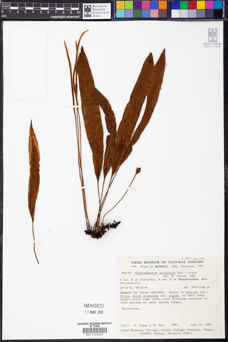 Elaphoglossum schiedei photo 3