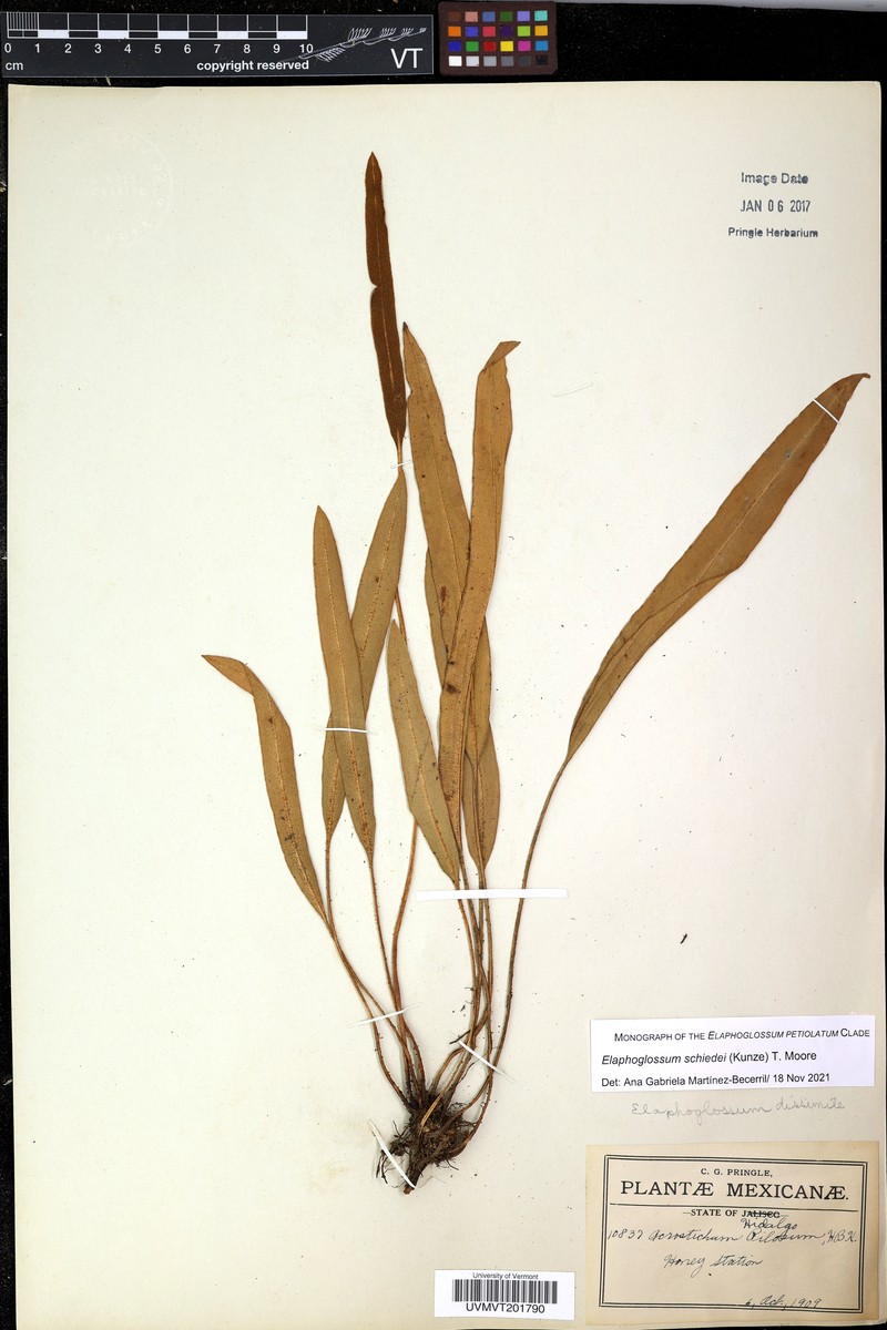 Elaphoglossum schiedei photo 4
