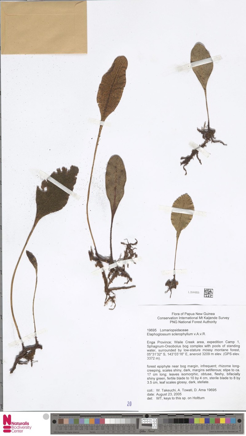 Elaphoglossum sclerophyllum