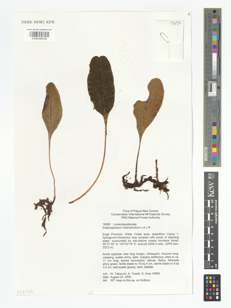 Elaphoglossum sclerophyllum photo 2