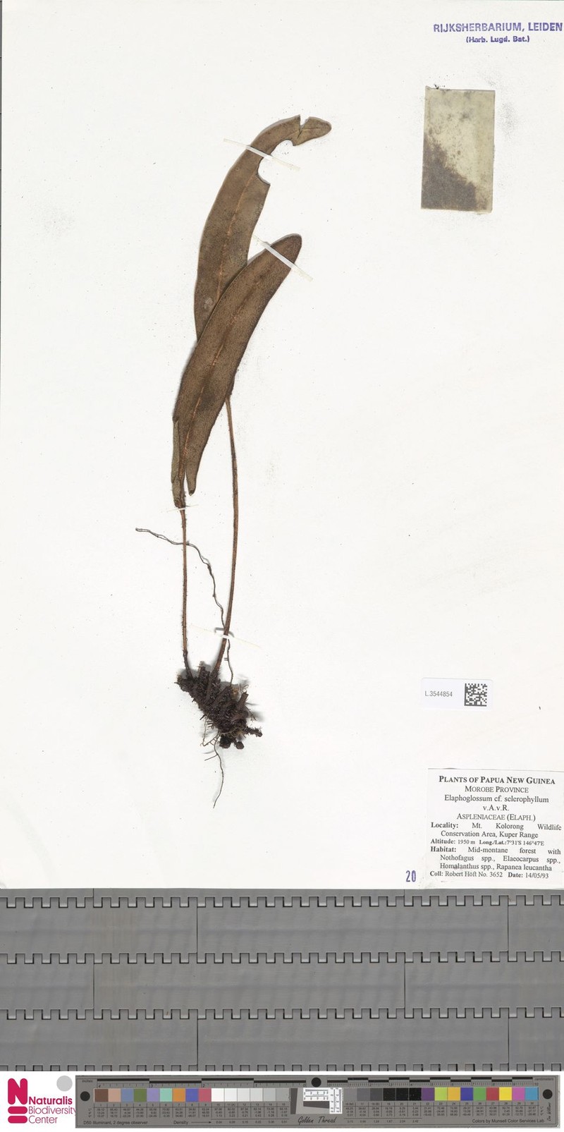 Elaphoglossum sclerophyllum photo 3