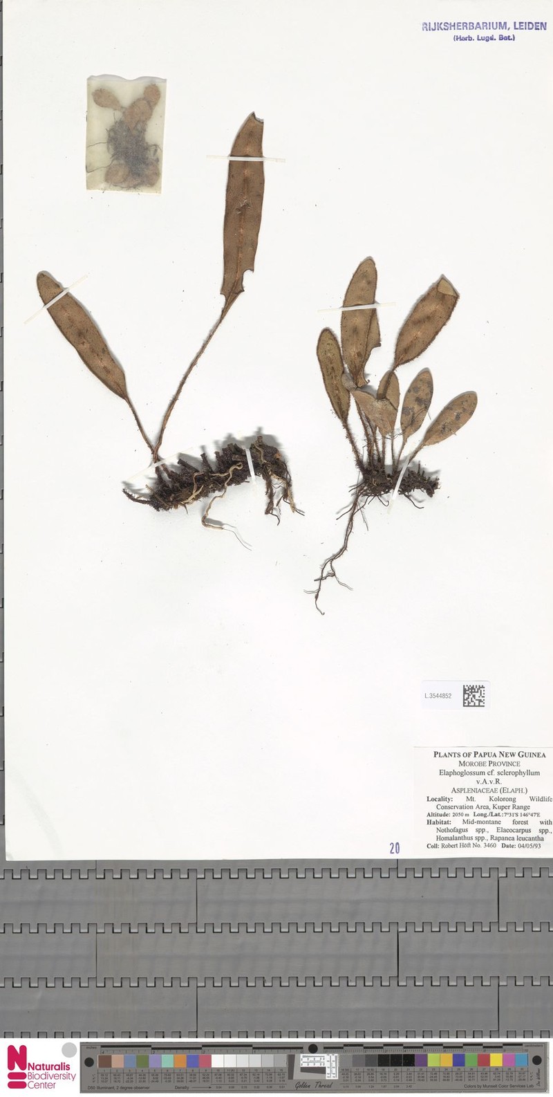 Elaphoglossum sclerophyllum photo 4