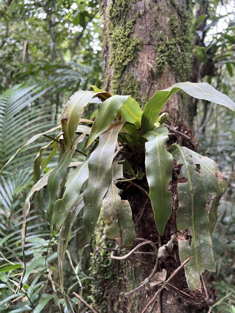 Elaphoglossum scolopendrifolium photo 2