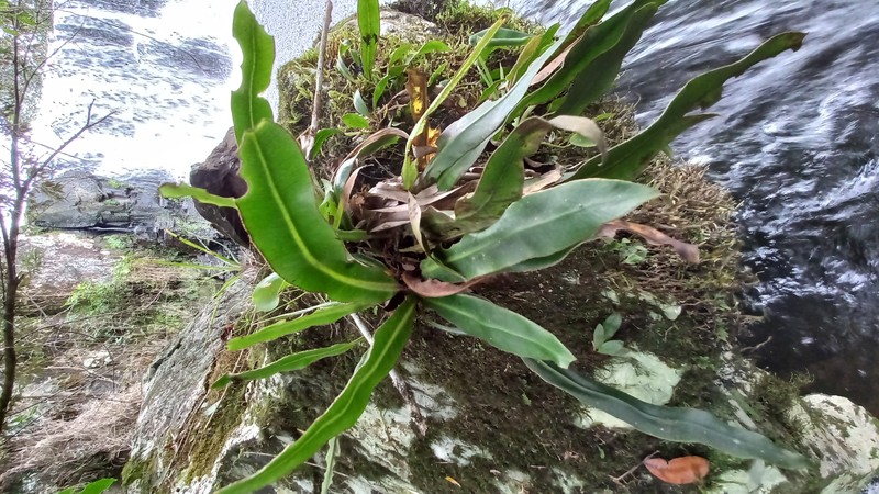 Elaphoglossum scolopendrifolium photo 4