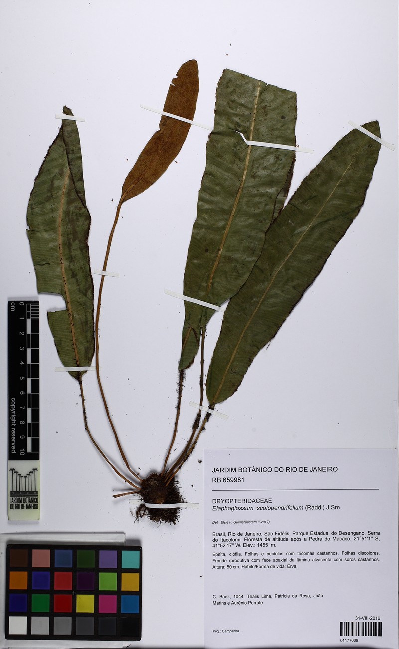 Elaphoglossum scolopendrifolium photo 5
