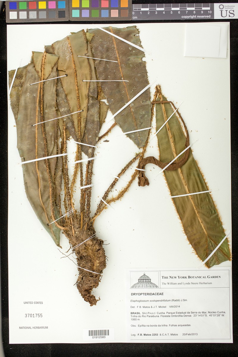 Elaphoglossum scolopendrifolium photo 6