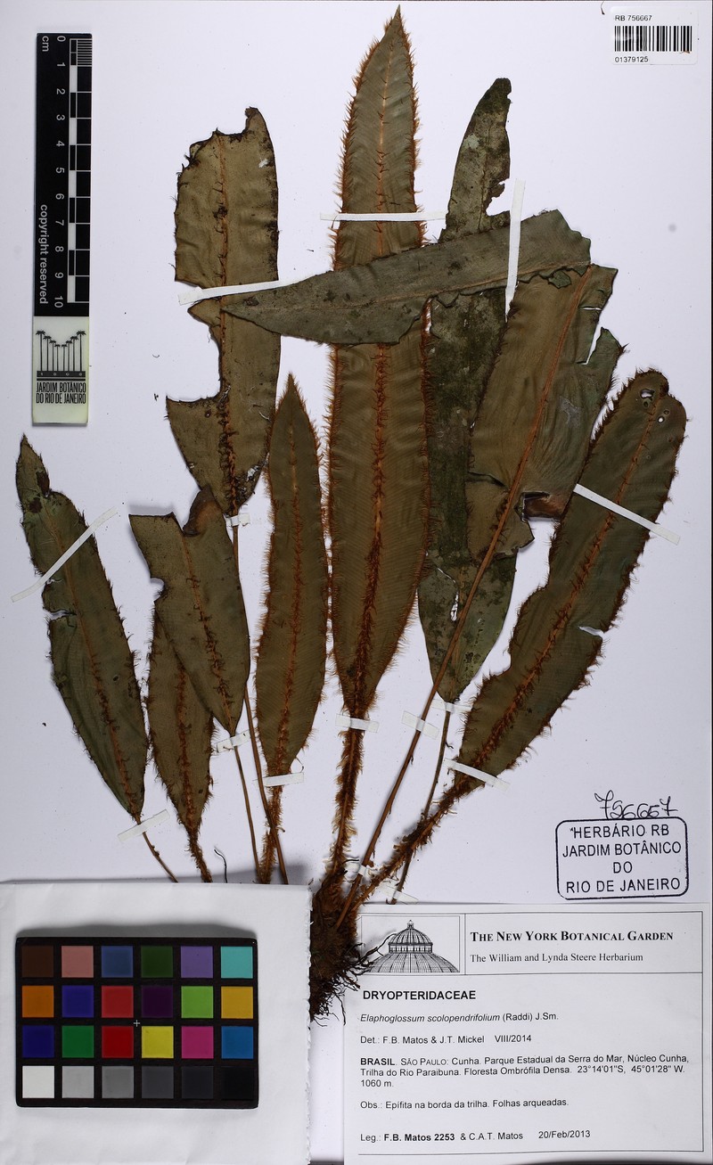 Elaphoglossum scolopendrifolium photo 7
