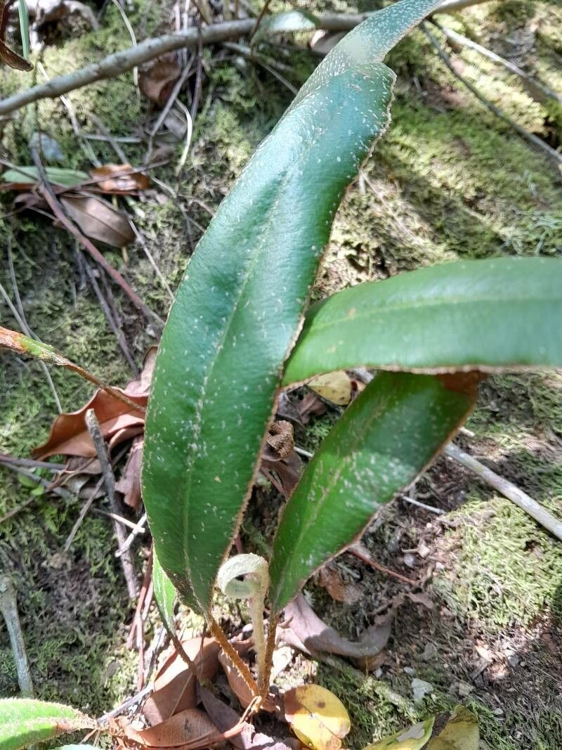 Elaphoglossum scolopendriforme