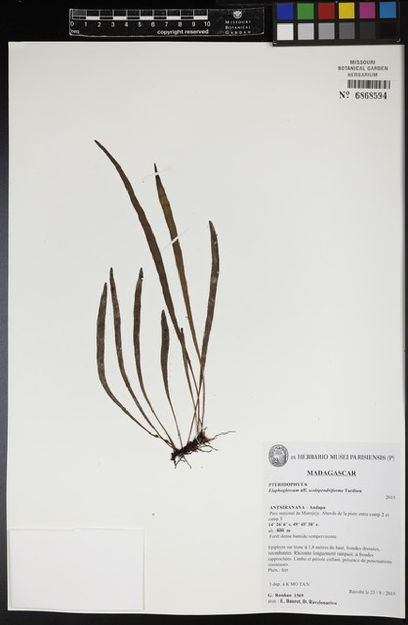 Elaphoglossum scolopendriforme photo 2