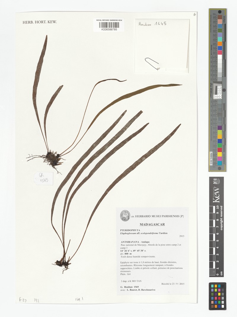 Elaphoglossum scolopendriforme photo 3