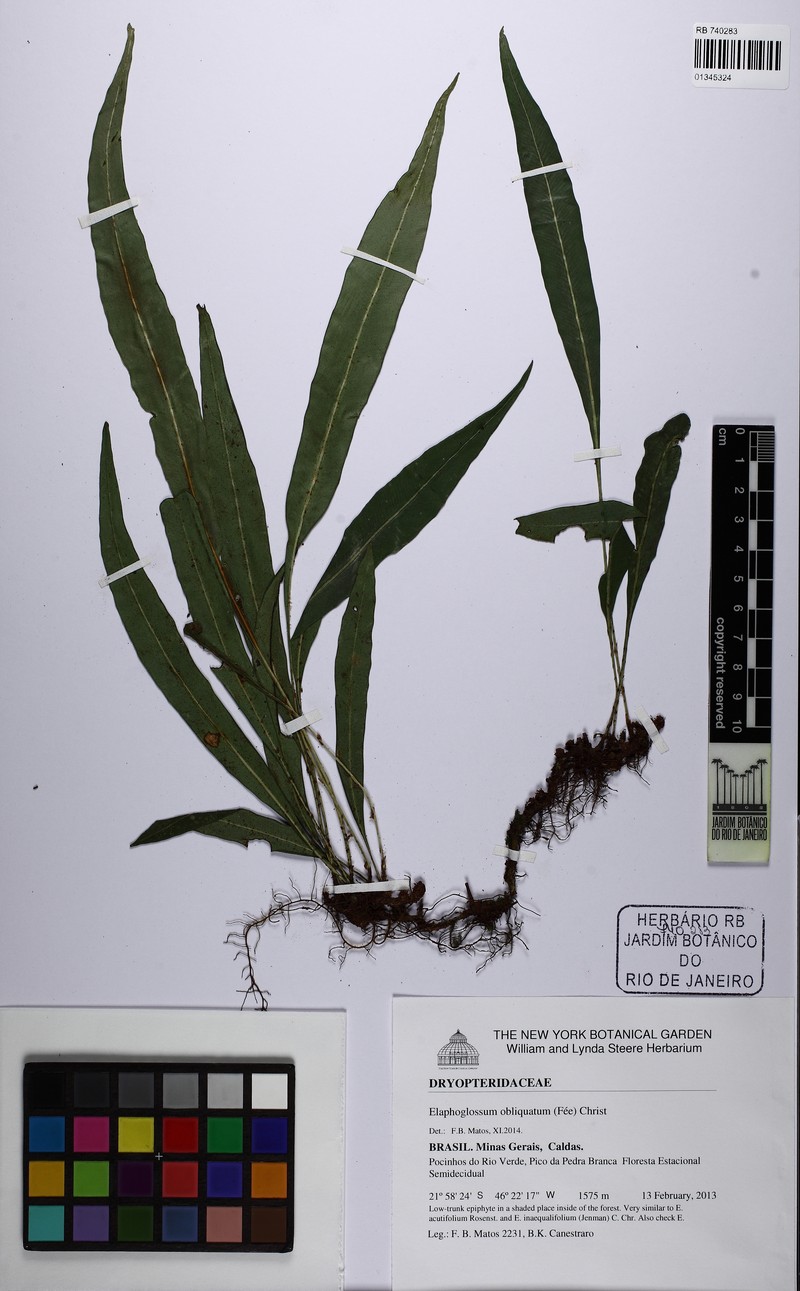 Elaphoglossum sellowianum