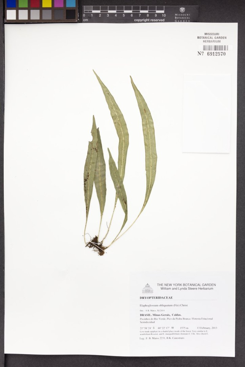 Elaphoglossum sellowianum photo 2