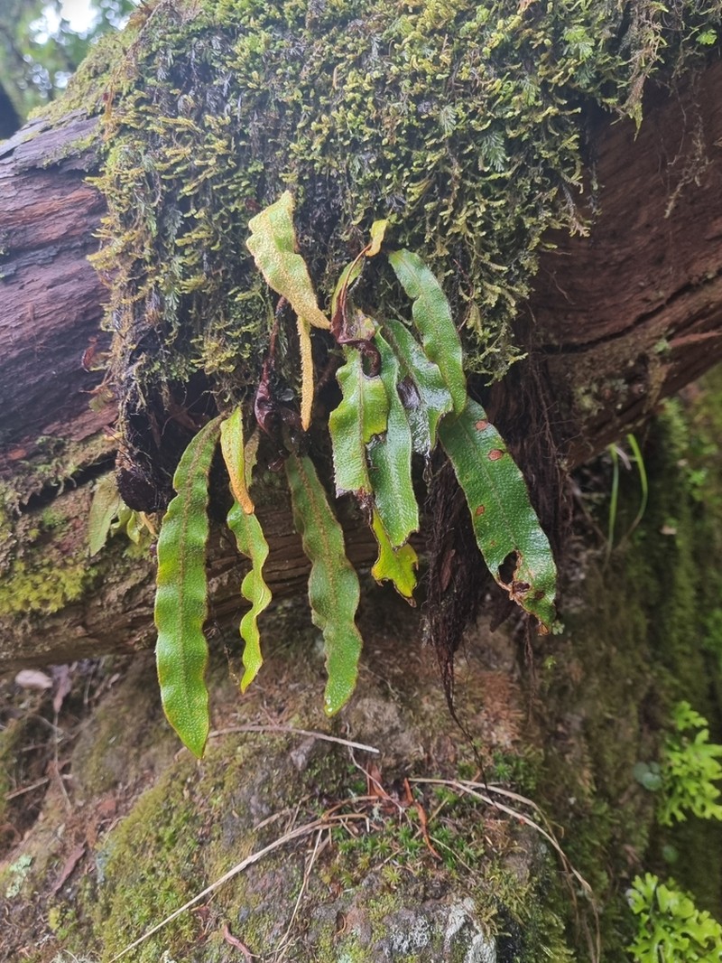 Elaphoglossum semicylindricum
