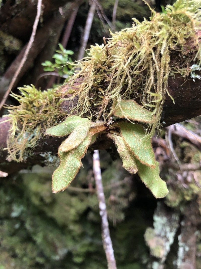 Elaphoglossum semicylindricum photo 2