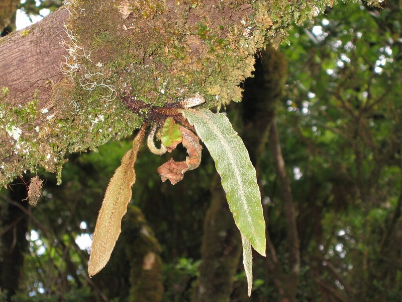 Elaphoglossum semicylindricum photo 3