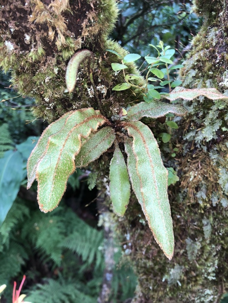 Elaphoglossum semicylindricum photo 4