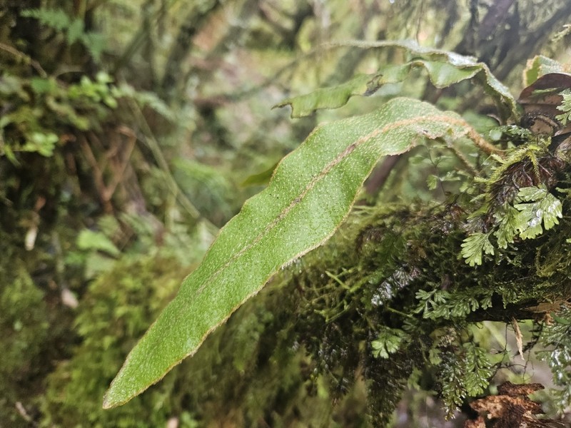 Elaphoglossum semicylindricum photo 5
