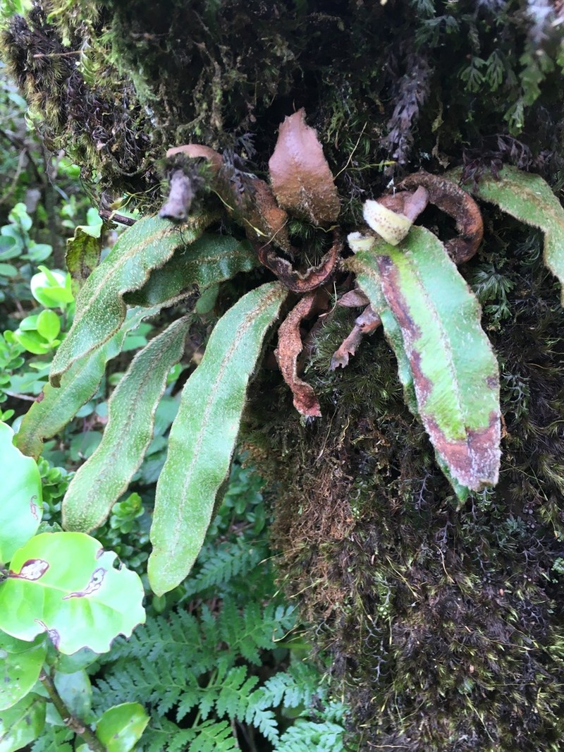 Elaphoglossum semicylindricum photo 7