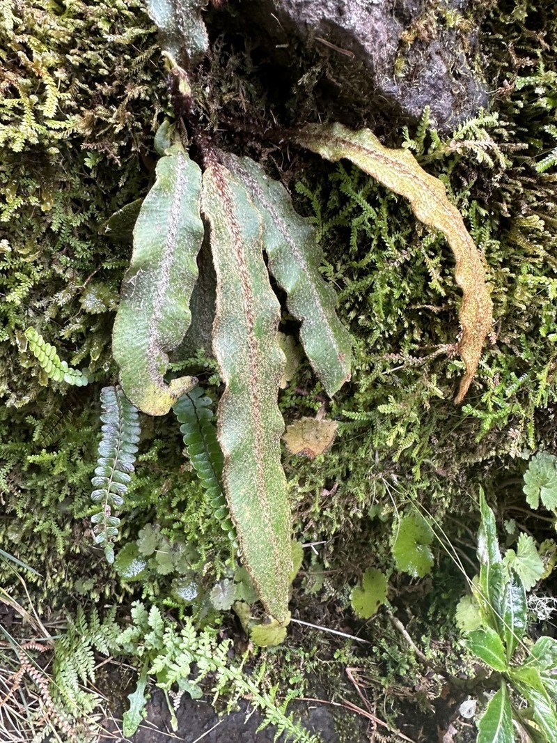 Elaphoglossum semicylindricum photo 8