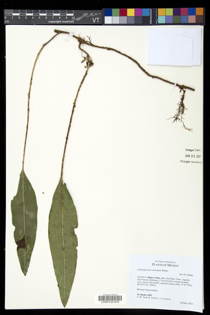 Elaphoglossum seminudum