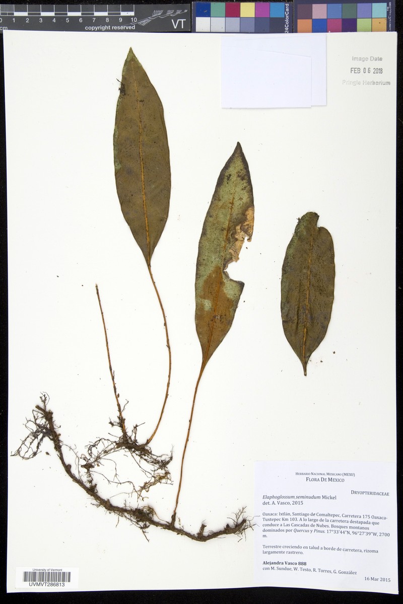 Elaphoglossum seminudum photo 2