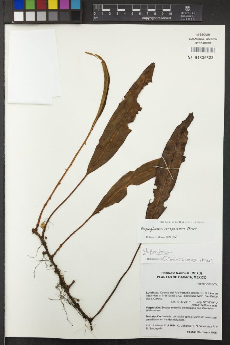 Elaphoglossum seminudum photo 3