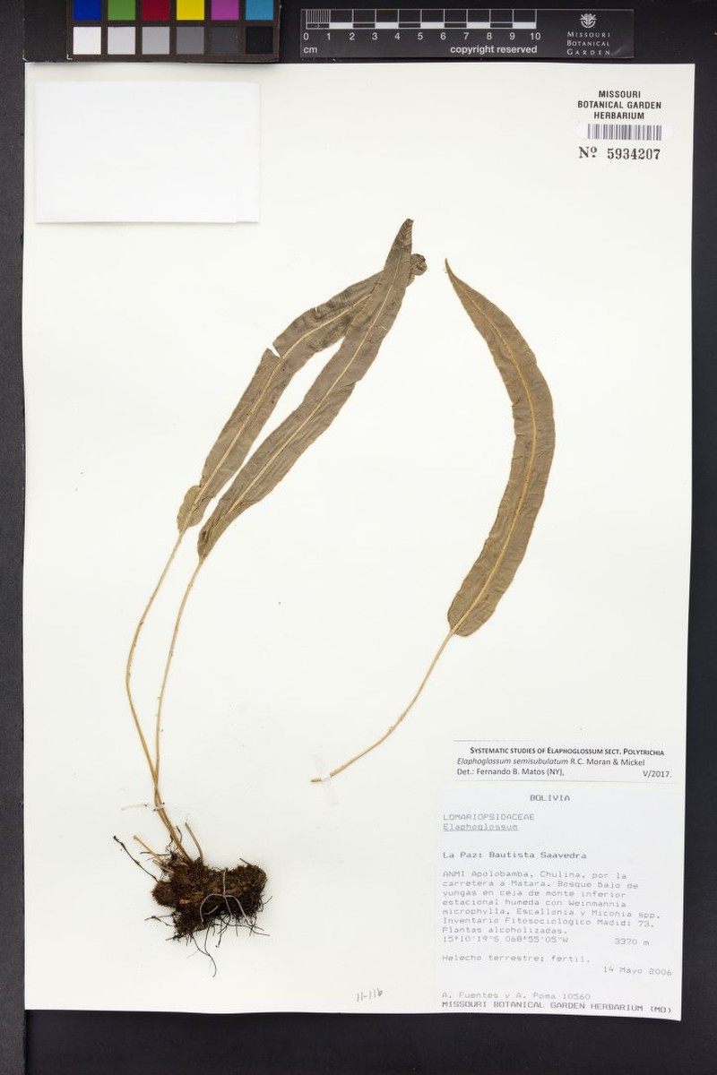 Elaphoglossum semisubulatum