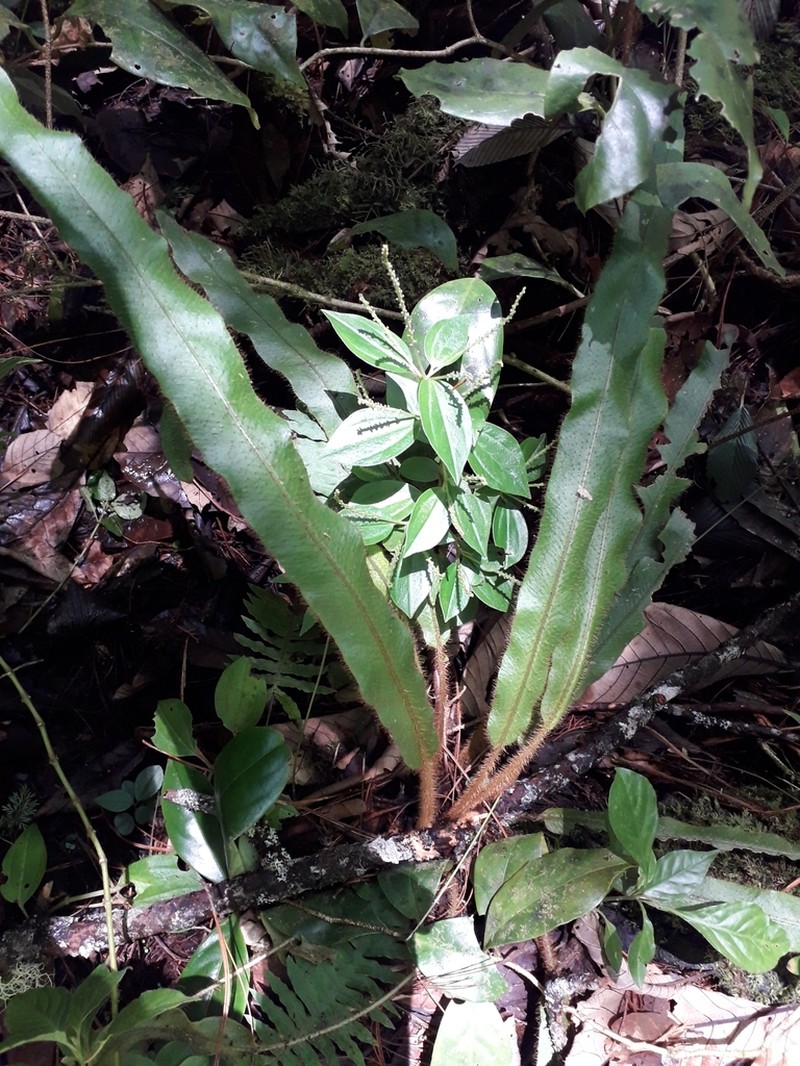 Elaphoglossum setigerum photo 2