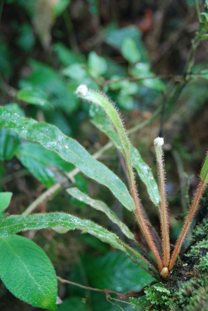 Elaphoglossum setigerum photo 3