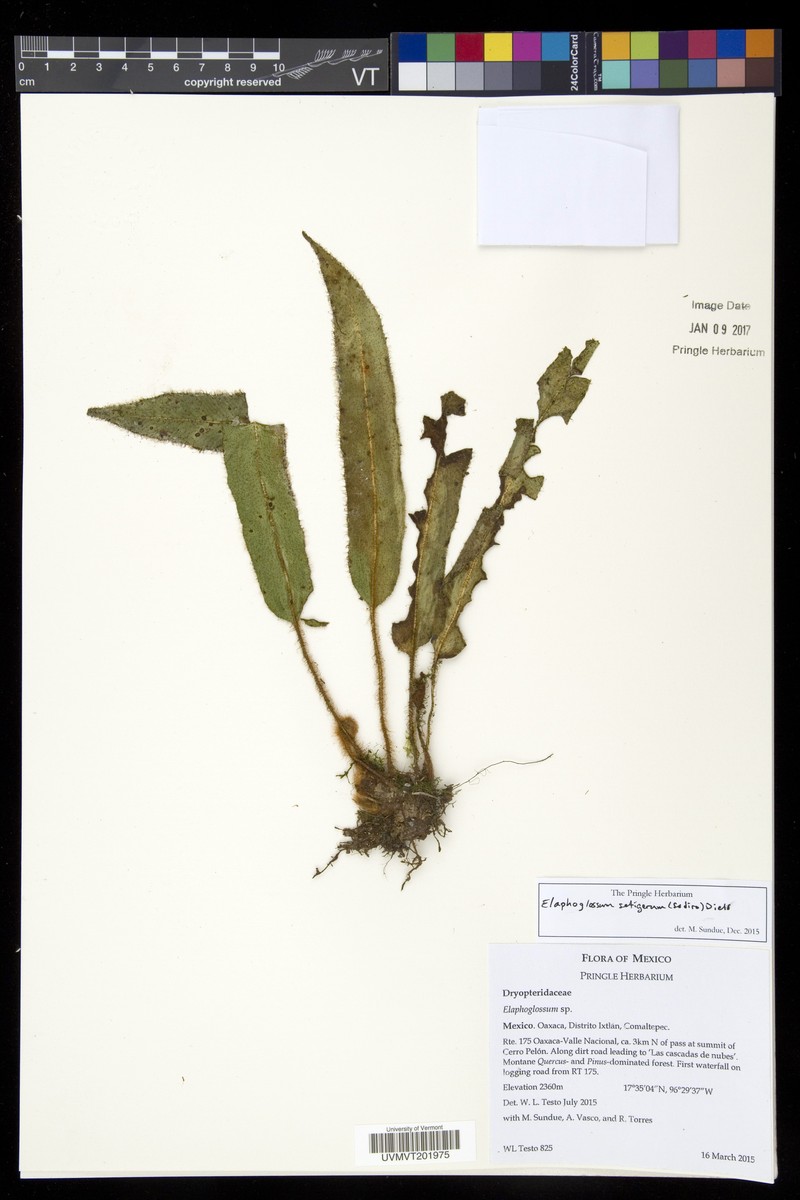 Elaphoglossum setigerum photo 4