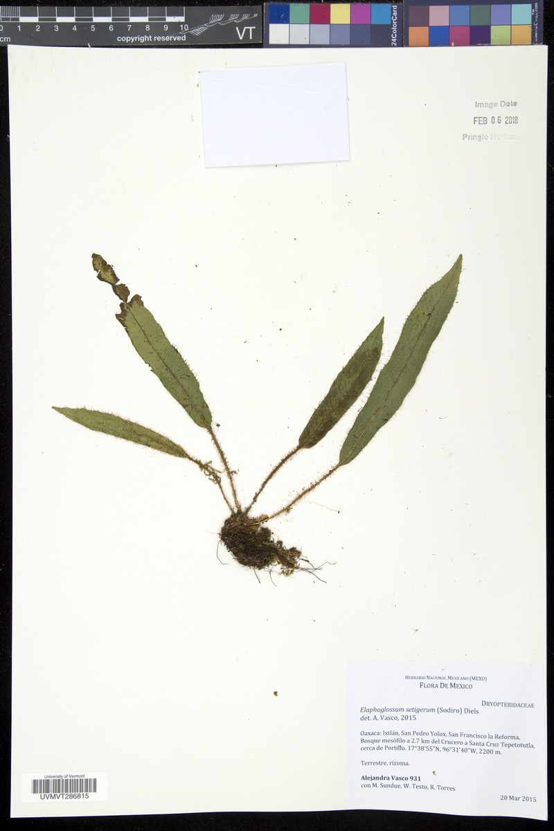 Elaphoglossum setigerum photo 5