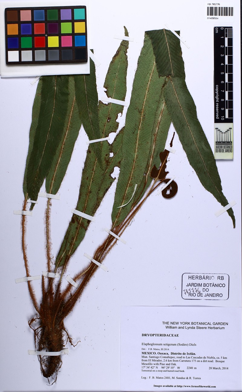 Elaphoglossum setigerum photo 6