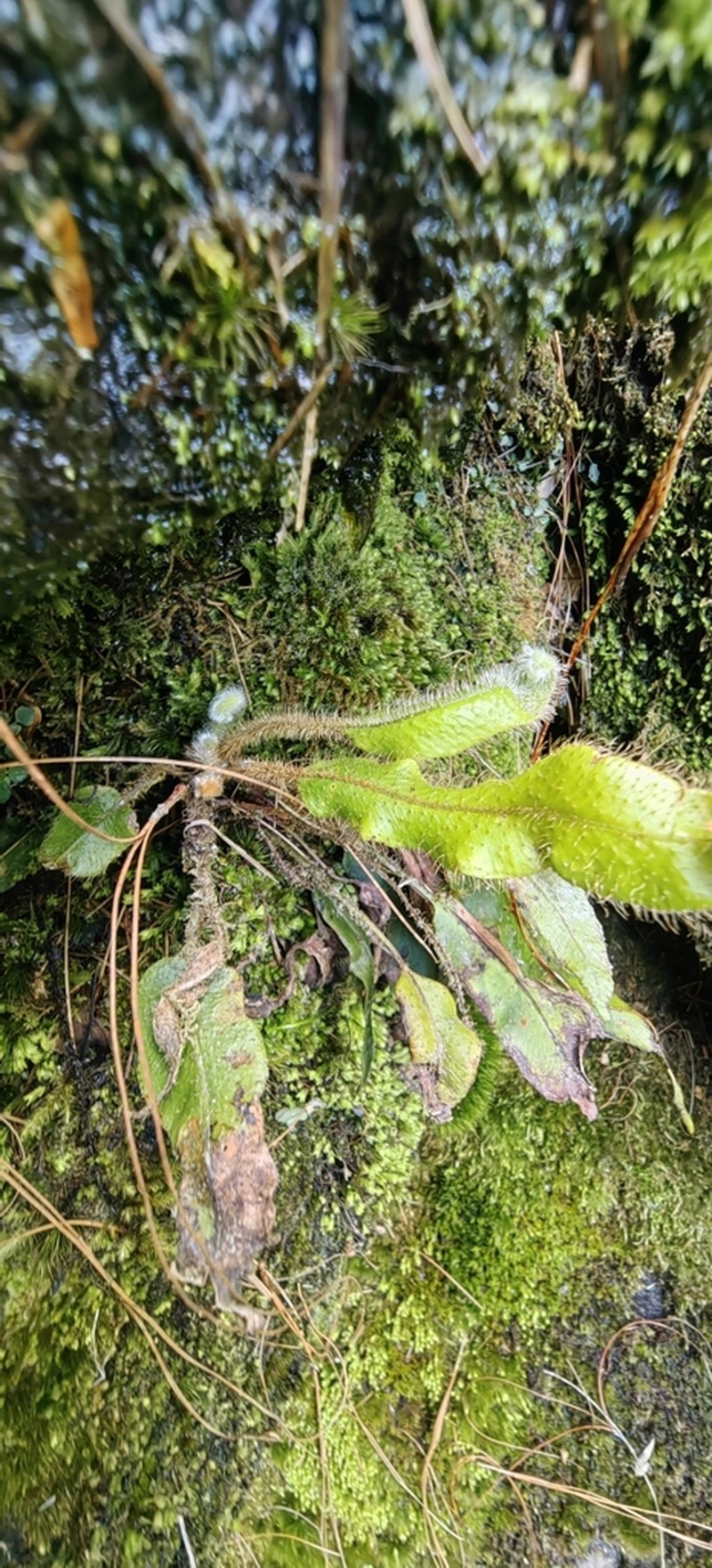 Elaphoglossum setosum