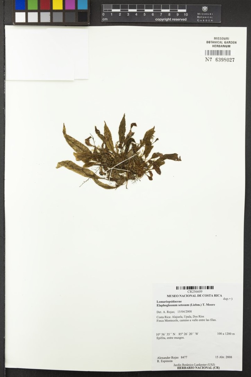 Elaphoglossum setosum photo 2
