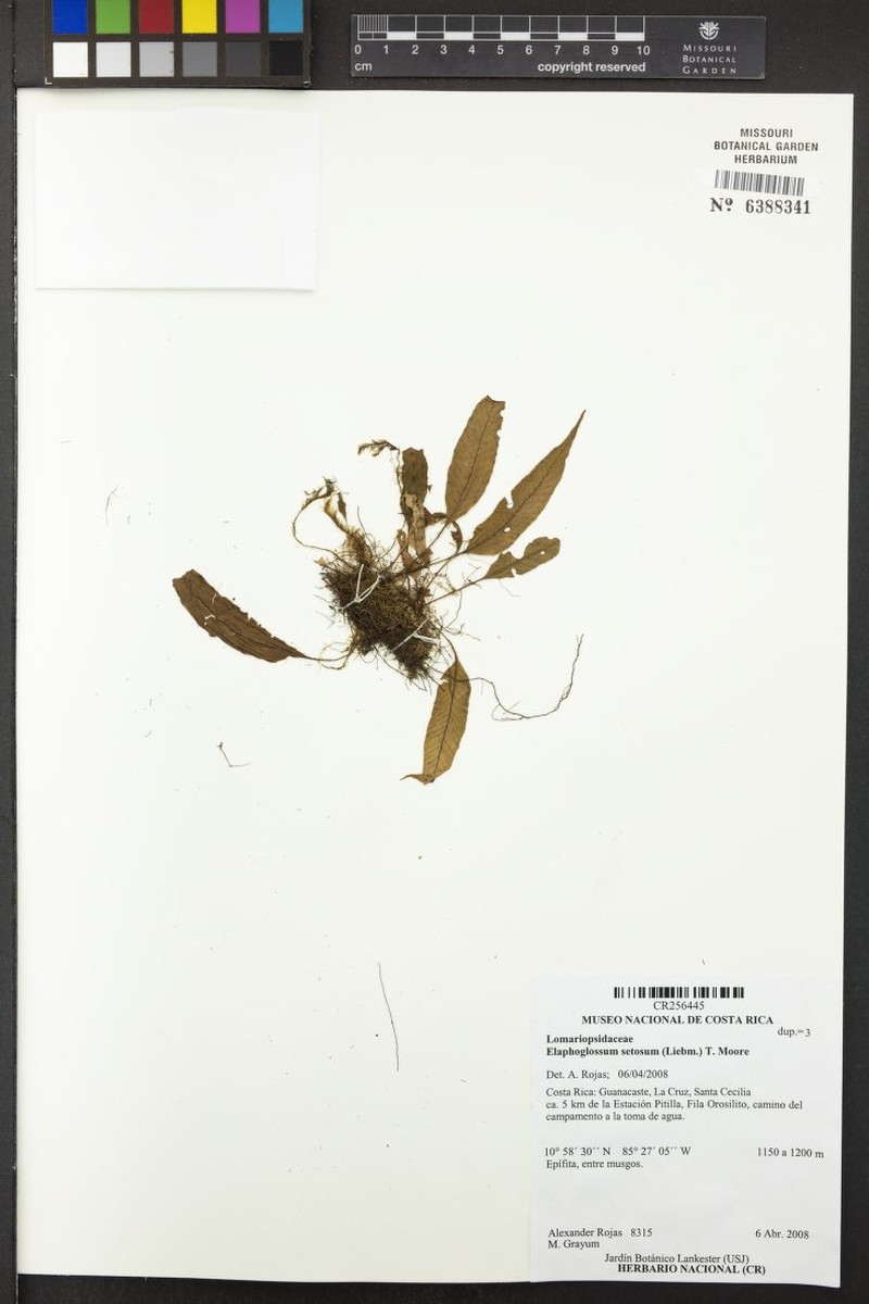 Elaphoglossum setosum photo 3