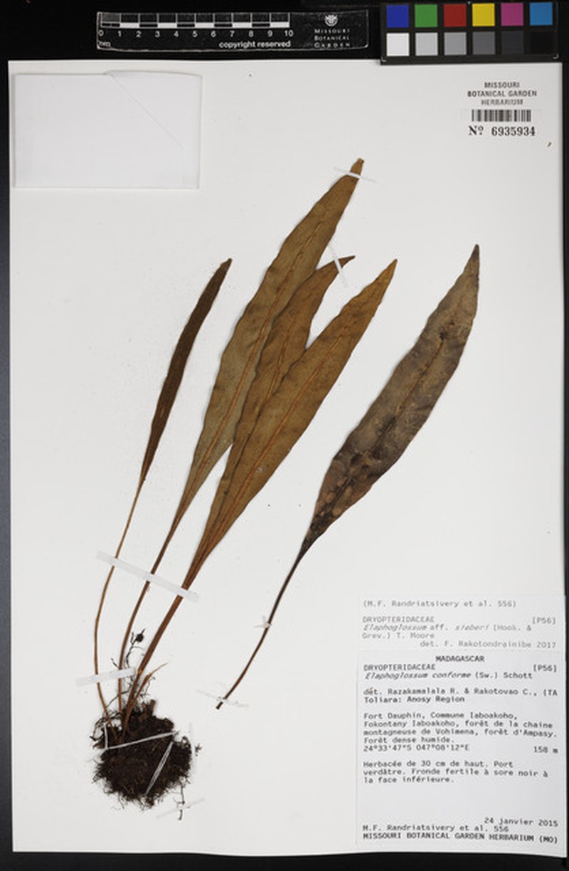 Elaphoglossum sieberi
