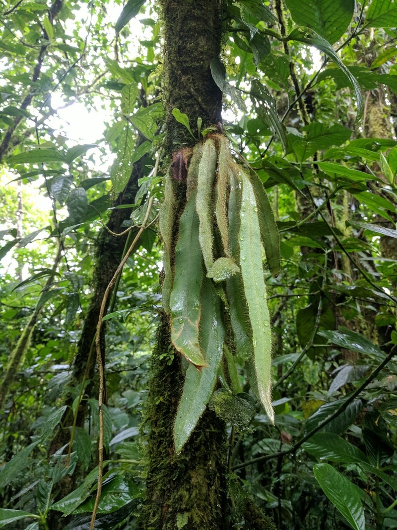 Elaphoglossum siliquoides