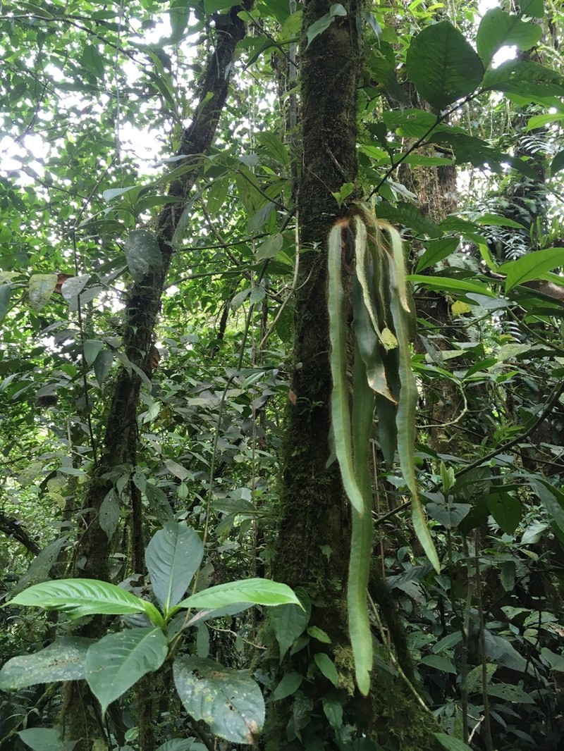 Elaphoglossum siliquoides photo 2