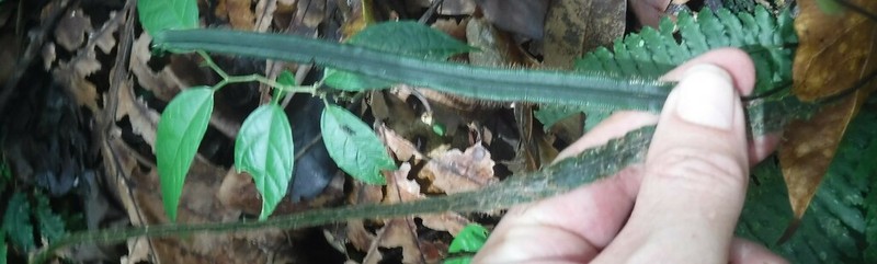 Elaphoglossum siliquoides photo 3