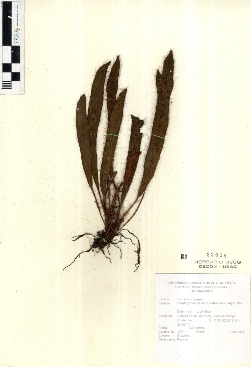 Elaphoglossum siliquoides photo 4