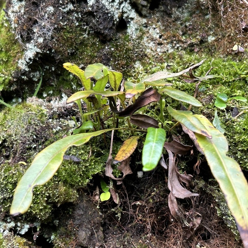 Elaphoglossum skottsbergii