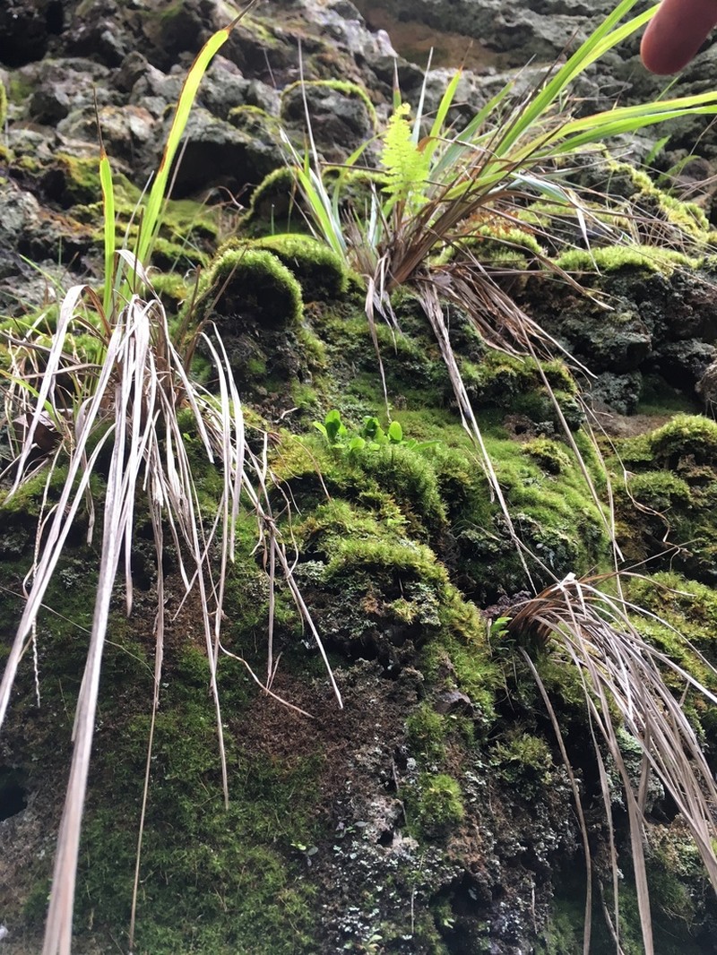 Elaphoglossum skottsbergii photo 2