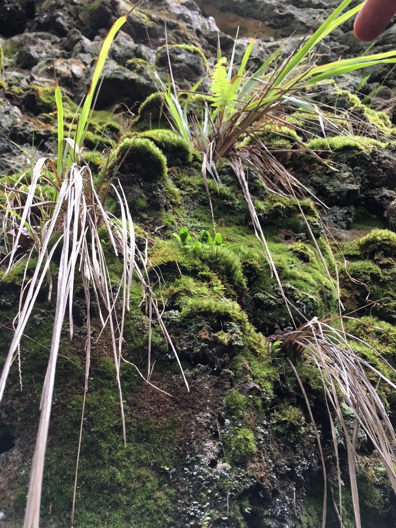 Elaphoglossum skottsbergii photo 6