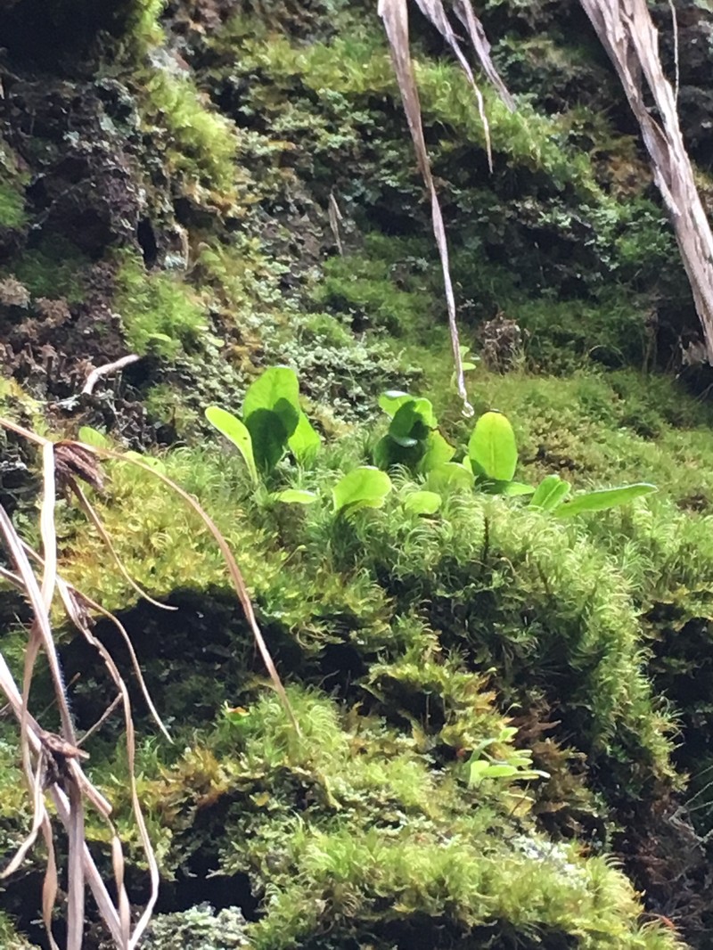 Elaphoglossum skottsbergii photo 7