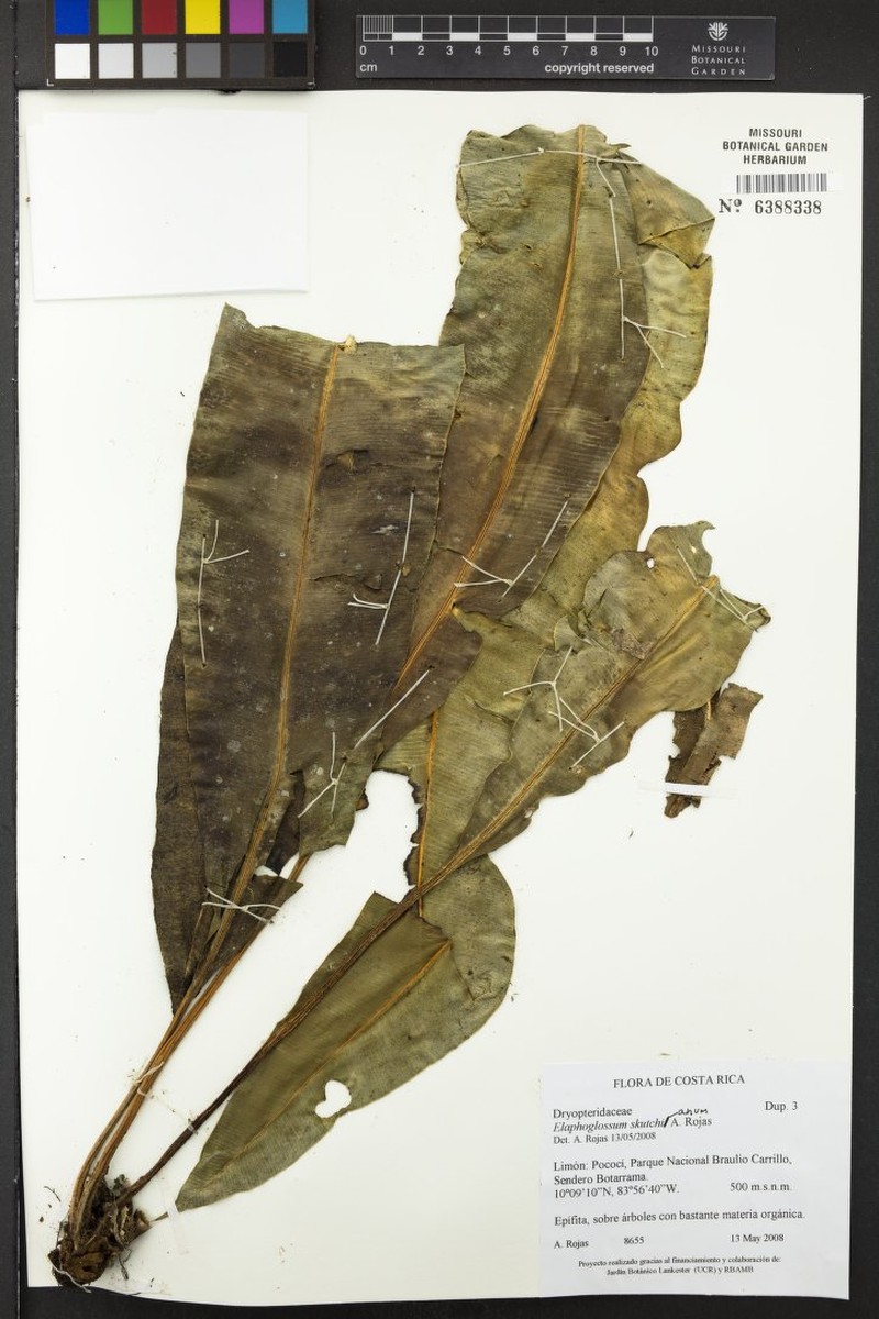 Elaphoglossum skutchianum