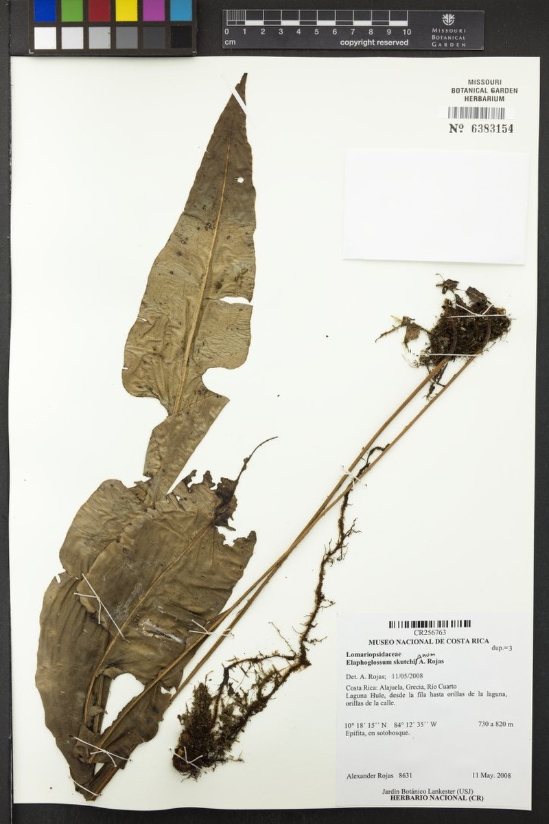 Elaphoglossum skutchianum photo 2